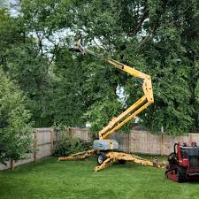 How Our Tree Care Process Works  in  Groesbeck, OH