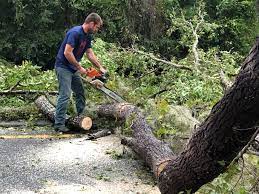 Best Tree Cabling and Bracing  in Groesbeck, OH