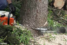Best Tree Mulching  in Groesbeck, OH