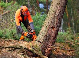 Best Lawn Pest Prevention  in Groesbeck, OH