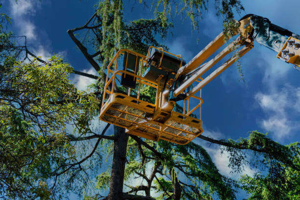 Best Arborist Consultation Services  in Groesbeck, OH