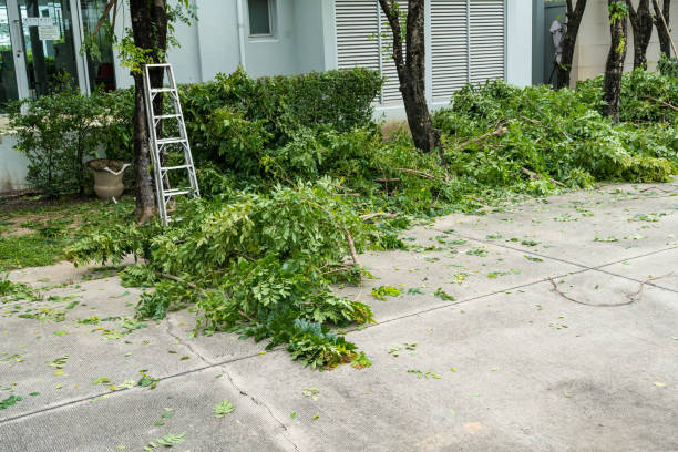 Best Tree Health Inspection  in Groesbeck, OH