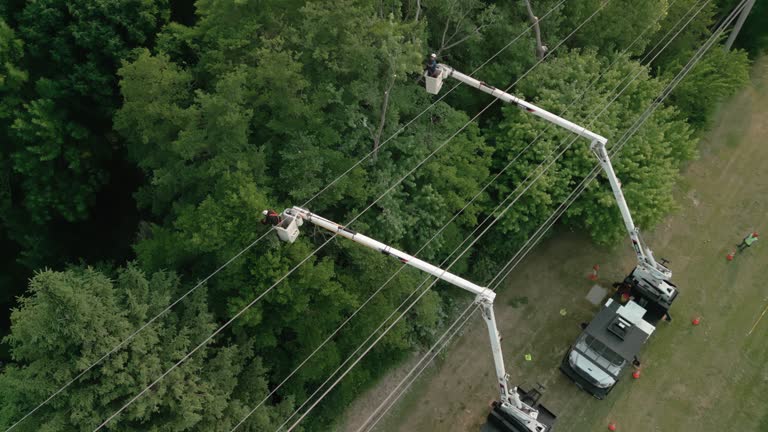 Best Tree Preservation Services  in Groesbeck, OH