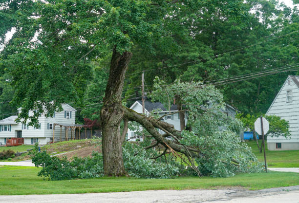 Best Root Management and Removal  in Groesbeck, OH