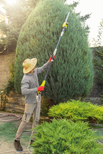 Best Tree Disease Treatment  in Groesbeck, OH