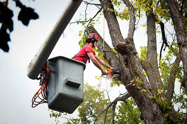 Best Hedge Trimming  in Groesbeck, OH