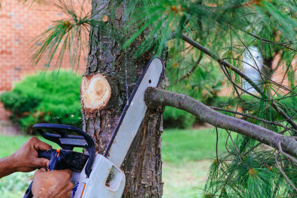 Best Emergency Tree Removal  in Groesbeck, OH